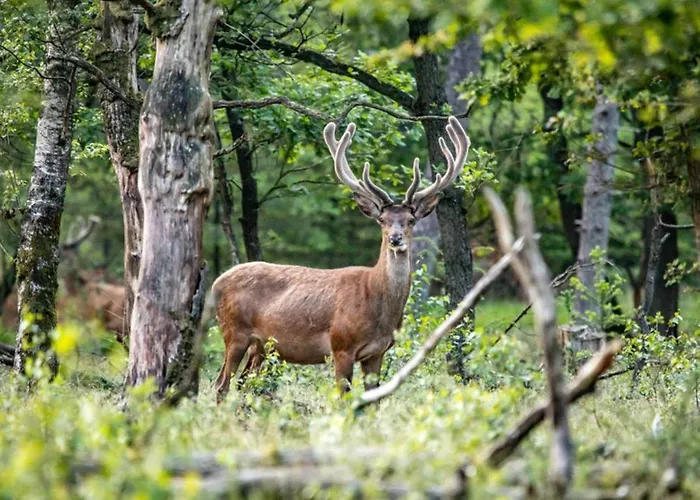 Volenter Lux Zero Apartament Baja