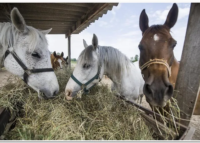 Apartament Volenter Lux Zero *